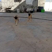 توله سگ بومی خوش رنگ|سگ|شهرضا, |دیوار