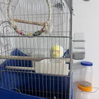 عروس هلندی|پرنده|قم, نخودی|دیوار