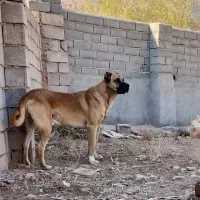 سگ سرابی|سگ|مهدی شهر, |دیوار