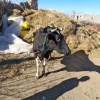 گاوشیری|حیوانات مزرعه|مشگین شهر, |دیوار