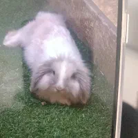 خرگوش لوپ ترکیش اصیل