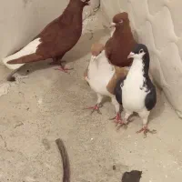 پرنده|پرنده|محمدیه-قزوین, |دیوار