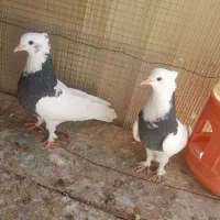 کبوتر ، طوقی ، پلاکی|پرنده|جم, |دیوار