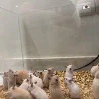 همستر جوان و بالغ با تغذیه سالم و دستی