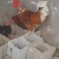 خروس|حیوانات مزرعه|شوشتر, |دیوار
