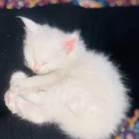 فروش گربه و بچه گربه|گربه|مریوان, |دیوار