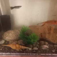 آکواریوم شیشه خم شرکتی|ماهی|خرم‌آباد, |دیوار