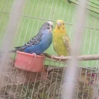 مرغ عشق|پرنده|درح, |دیوار