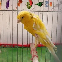 قناری رسمی بلند ماده آماده اماده