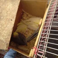 یک جفت عروس هلندی. با۷تخم وقت  جوجه