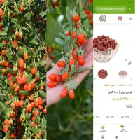 نهال گوجی بری