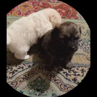 نر ماده.|سگ|شهریار, شهریار|دیوار