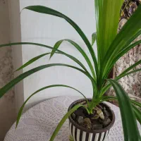 گل پاندانوس جوان و سرحال همراه با گلدان زیبا