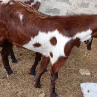 گوسفند ماده وبز نر|حیوانات مزرعه|چمران, |دیوار