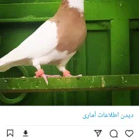 دوتا کبوترطوقی نر پرتقالی و زرد خال سیاه|پرنده|آبپخش, |دیوار