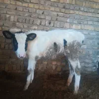 گوساله ماده جنس