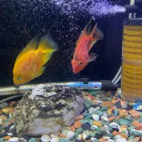 آکواریوم و لوازم کامل و ماهی زیر قیمت
