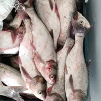 ماهی فروشی سعید