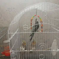 عروس هلندی