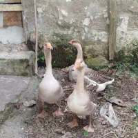 غاز دورگه