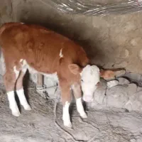 گاو|حیوانات مزرعه|خواجه, |دیوار