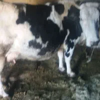 جوانه فروشی