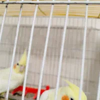 عروس هلندی|پرنده|تهران, شهرک ولیعصر جنوبی|دیوار