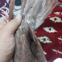 گمشده|حیوانات|کازرون, |دیوار