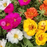 بذرگل باغچه ایی