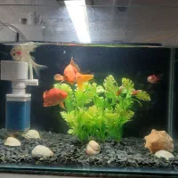 آکواریوم با لوازم