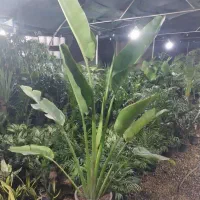 دهکده گل بوشهر|گل و گیاه طبیعی|بوشهر, |دیوار