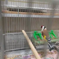 سهره قیره دوساله