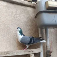 ماده واز|پرنده|اصفهان, سودان|دیوار