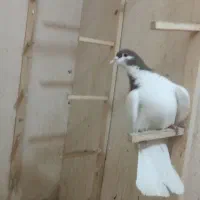 کبوتر