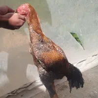 تخم لاری اصیل