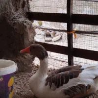 غاز|حیوانات مزرعه|درگهان, |دیوار