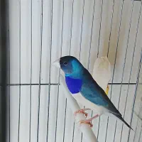 فنچ گلدین آبی وسبز|پرنده|تهران, چهارصد دستگاه|دیوار