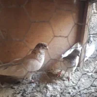 کبوتر|پرنده|تهران, شهران جنوبی|دیوار