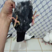 دم سیاه|پرنده|بندر ماهشهر, |دیوار