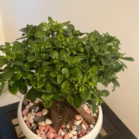 بن سای|گل و گیاه طبیعی|تهران, دبستان|دیوار