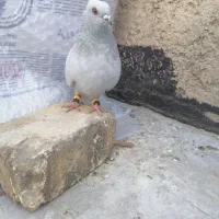 کفتر سبز شامی. وسیاه و  یال و پشت سیاه..|پرنده|شیراز, سعدیه شمالی|دیوار