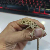 فوق‌العاده جذاب دیدنی|خزنده|مشهد, هفده شهریور|دیوار