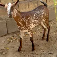 وارداتی|حیوانات مزرعه|شهرضا, |دیوار