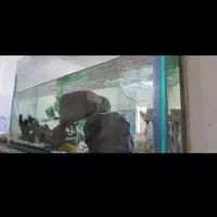 اکواریوم
