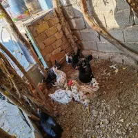 تخم نطفه دار گلین|حیوانات مزرعه|کرج, کیانمهر|دیوار