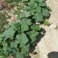 باغ ویلا۷۰۰ متری داخل طرح هادی|فروش خانه و ویلا|اژیه, |دیوار