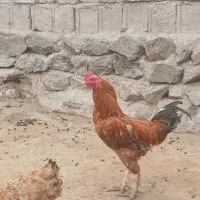 خروس‌|حیوانات مزرعه|مشگین شهر, |دیوار