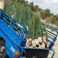 سرو ناز شیراز، کاج کله قندی و توپی مشهد.کاج تهران|خدمات باغبانی و درختکاری|شیراز, دکتر حسابی|دیوار