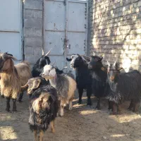 با سلام فروش تعدادی بز|حیوانات مزرعه|خوانسار, |دیوار