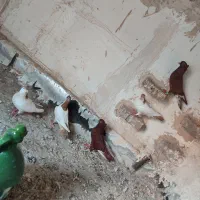 کبوتر|پرنده|بیرجند, |دیوار